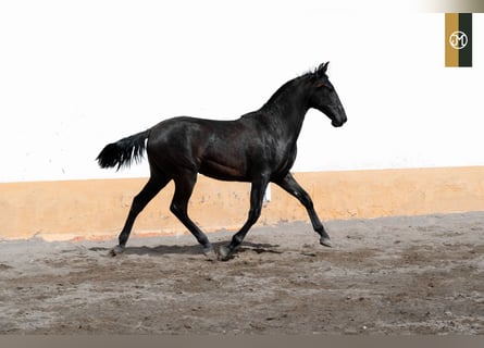 PRE, Semental, 2 años, 159 cm, Negro