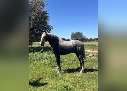 PRE, Semental, 2 años, 159 cm, Tordo