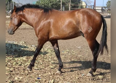 PRE, Semental, 2 años, 160 cm, Castaño