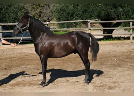 PRE Mestizo, Semental, 2 años, 160 cm, Negro