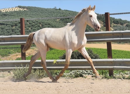 PRE, Semental, 2 años, 160 cm, Perla