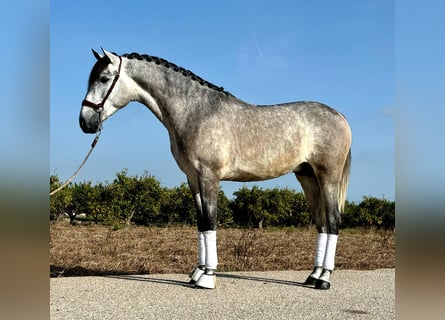 PRE, Semental, 2 años, 160 cm, Tordo rodado