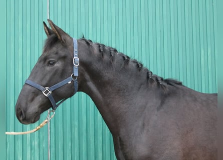 PRE, Semental, 2 años, 161 cm