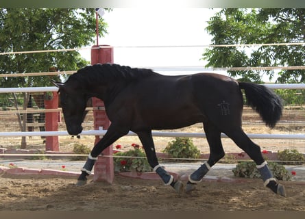 PRE, Semental, 2 años, 162 cm