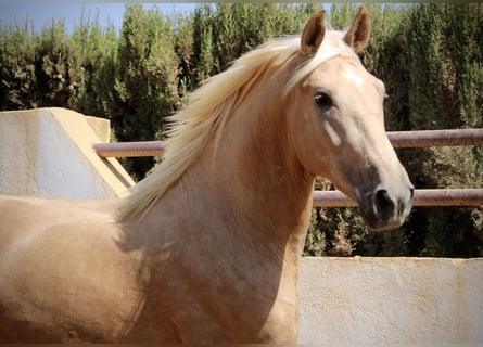 PRE Mestizo, Semental, 2 años, 162 cm, Palomino