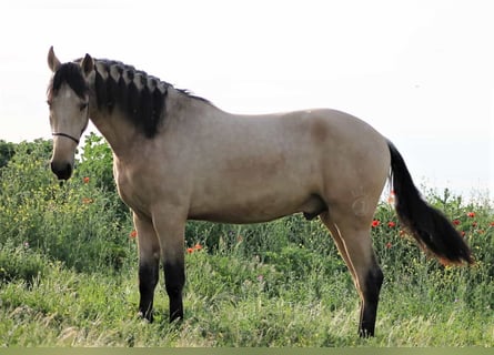 PRE Mestizo, Semental, 2 años, 163 cm, Bayo