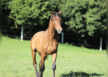 PRE, Semental, 2 años, 163 cm, Castaño