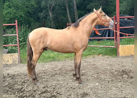 PRE Mestizo, Semental, 2 años, 165 cm, Champán