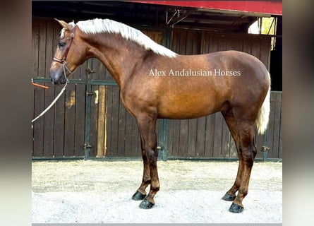 PRE Mestizo, Semental, 2 años, 165 cm, Palomino