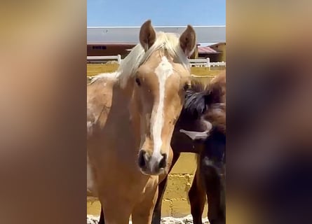 PRE Mestizo, Semental, 2 años, 165 cm, Palomino