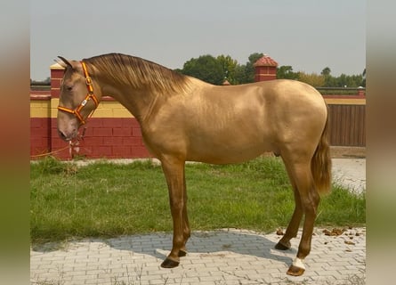PRE, Semental, 2 años, 166 cm, Champán