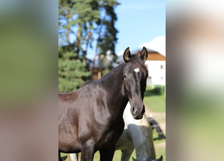 PRE, Semental, 2 años, 166 cm, Negro