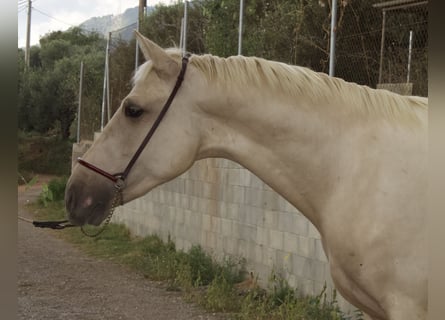 PRE Mestizo, Semental, 2 años, 166 cm, Palomino