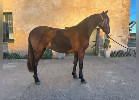 PRE Mestizo, Semental, 2 años, 167 cm, Negro