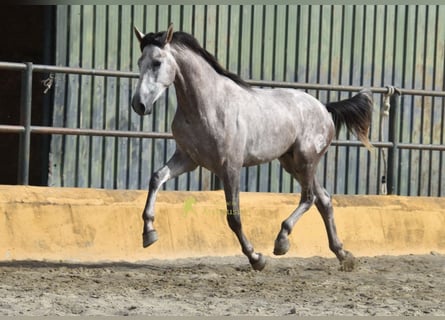 PRE, Semental, 2 años, 167 cm, Tordo