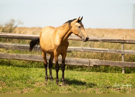 PRE, Semental, 2 años, 168 cm, Buckskin/Bayo
