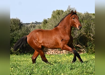 PRE Mestizo, Semental, 2 años, 168 cm, Castaño