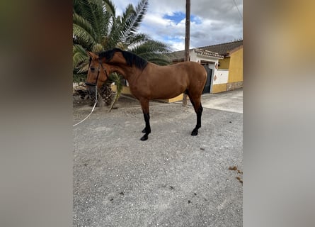 PRE, Semental, 2 años, 170 cm, Castaño