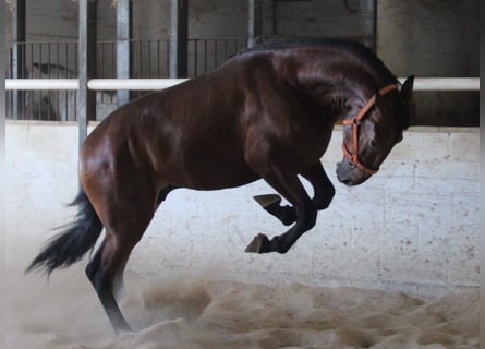 PRE Mestizo, Semental, 2 años, 170 cm, Castaño