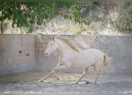 PRE, Semental, 2 años, 170 cm, Cremello