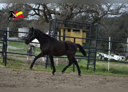 PRE, Semental, 2 años, 170 cm, Negro