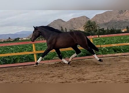 PRE, Semental, 2 años, 172 cm, Castaño