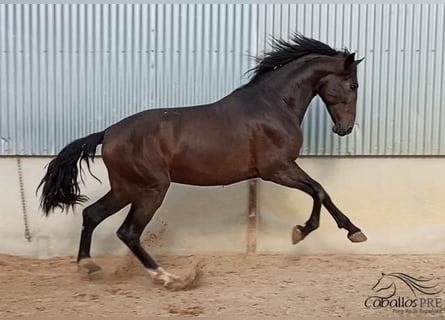 PRE, Semental, 2 años, 172 cm, Castaño