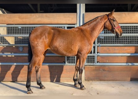 PRE Mestizo, Semental, 2 años