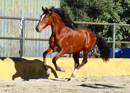 PRE Mestizo, Semental, 3 años, 148 cm, Castaño