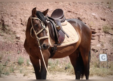 PRE Mestizo, Semental, 3 años, 153 cm, Castaño oscuro