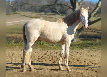 PRE Mestizo, Semental, 3 años, 153 cm, Perlino