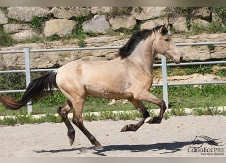 PRE, Semental, 3 años, 155 cm, Buckskin/Bayo