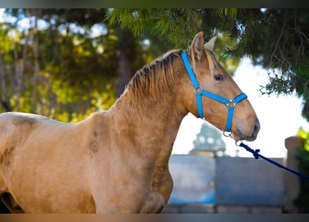 PRE Mestizo, Semental, 3 años, 155 cm, Champán