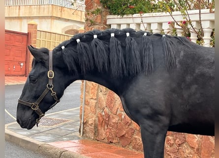 PRE Mestizo, Semental, 3 años, 155 cm, Negro