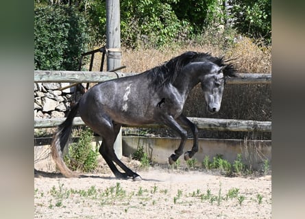 PRE Mestizo, Semental, 3 años, 155 cm, Tordo