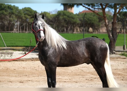 PRE Mestizo, Semental, 3 años, 155 cm, Tordo rodado