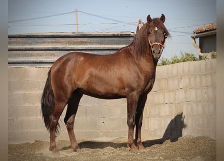 PRE Mestizo, Semental, 3 años, 156 cm, Alazán-tostado