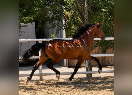 PRE Mestizo, Semental, 3 años, 156 cm, Castaño