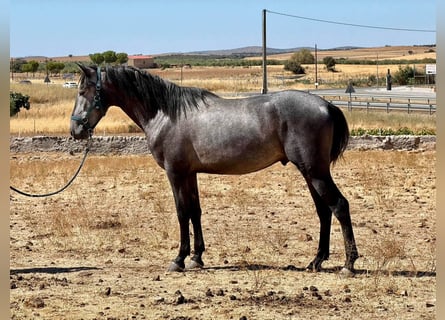 PRE Mestizo, Semental, 3 años, 156 cm, Tordo