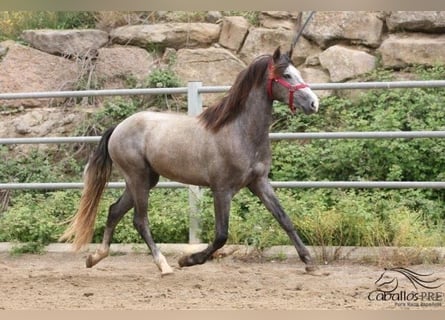 PRE, Semental, 3 años, 157 cm, Tordo