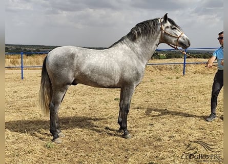 PRE, Semental, 3 años, 158 cm, Tordo