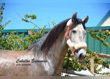 PRE, Semental, 3 años, 158 cm, Tordo rodado