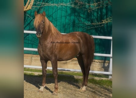 PRE Mestizo, Semental, 3 años, 160 cm, Alazán-tostado