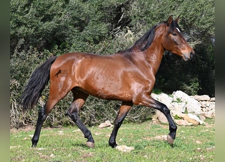 PRE Mestizo, Semental, 3 años, 160 cm, Castaño