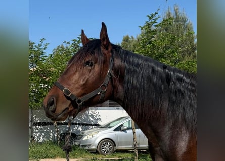 PRE Mestizo, Semental, 3 años, 160 cm, Castaño oscuro