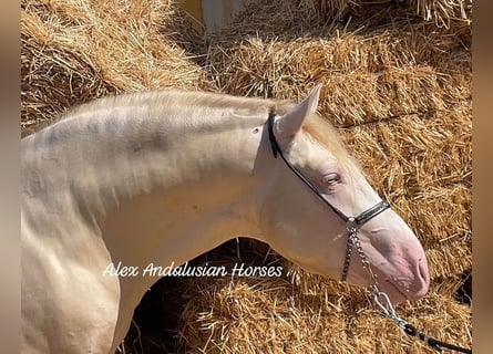 PRE Mestizo, Semental, 3 años, 160 cm, Cremello