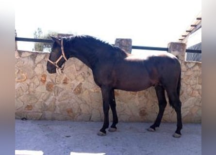 PRE Mestizo, Semental, 3 años, 160 cm, Negro