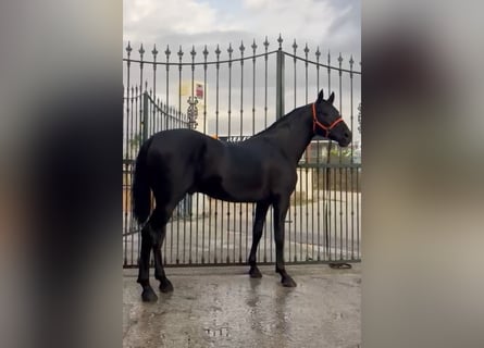 PRE Mestizo, Semental, 3 años, 160 cm, Negro