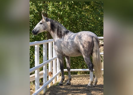 PRE Mestizo, Semental, 3 años, 160 cm, Tordo