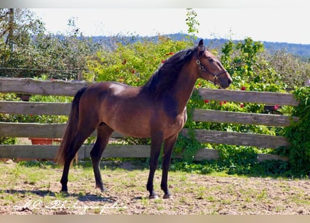 PRE, Semental, 3 años, 161 cm, Musgo